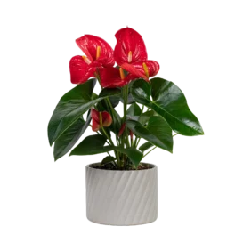 anthurium-red
