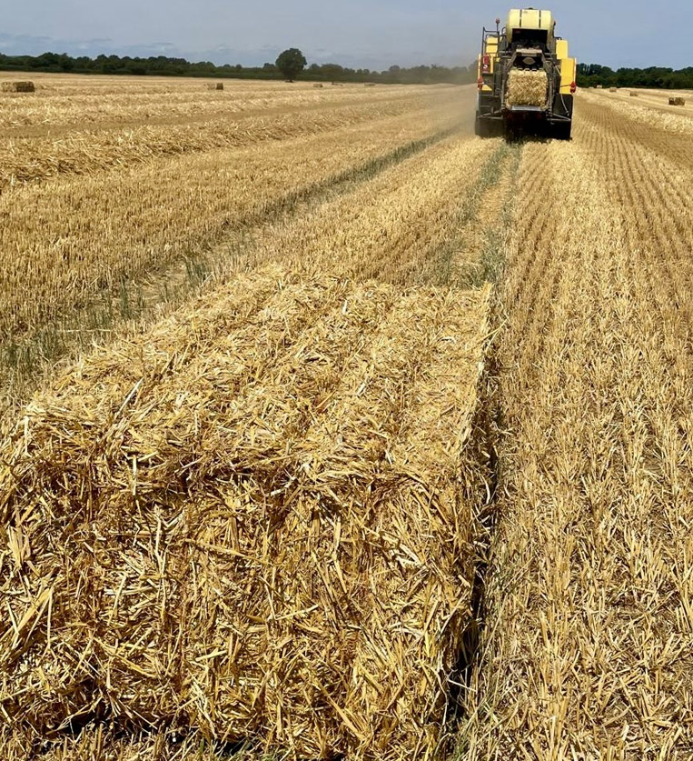 killeen-supplies-straw-03