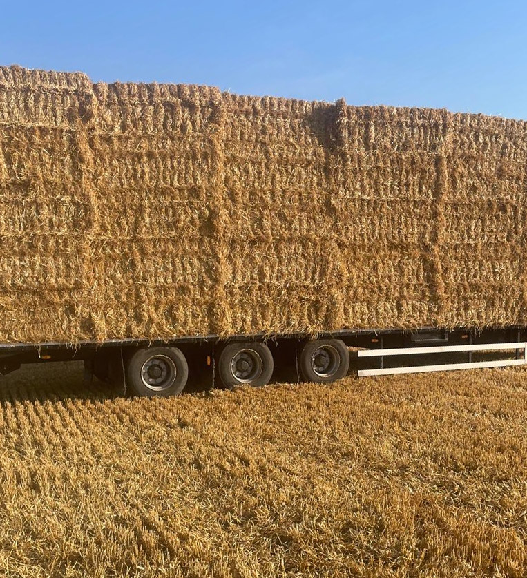 killeen-supplies-straw-04